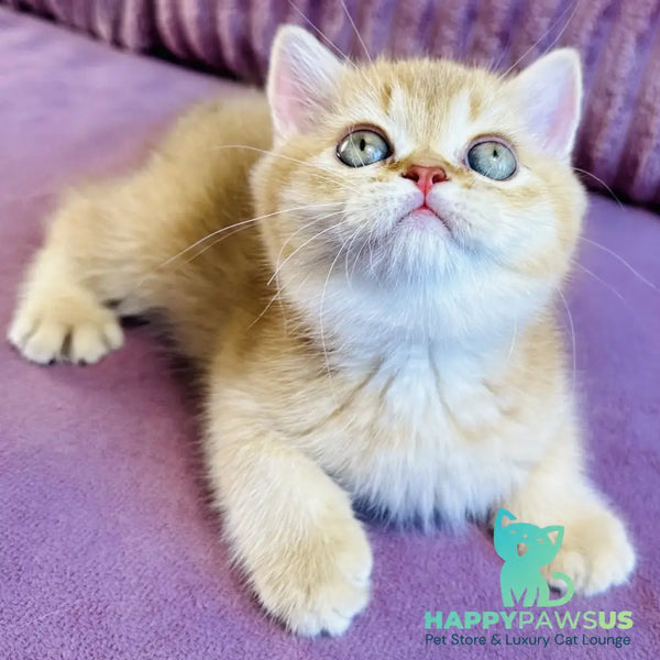 Golden Rose British Shorthair female cinnamon golden shaded - live animals