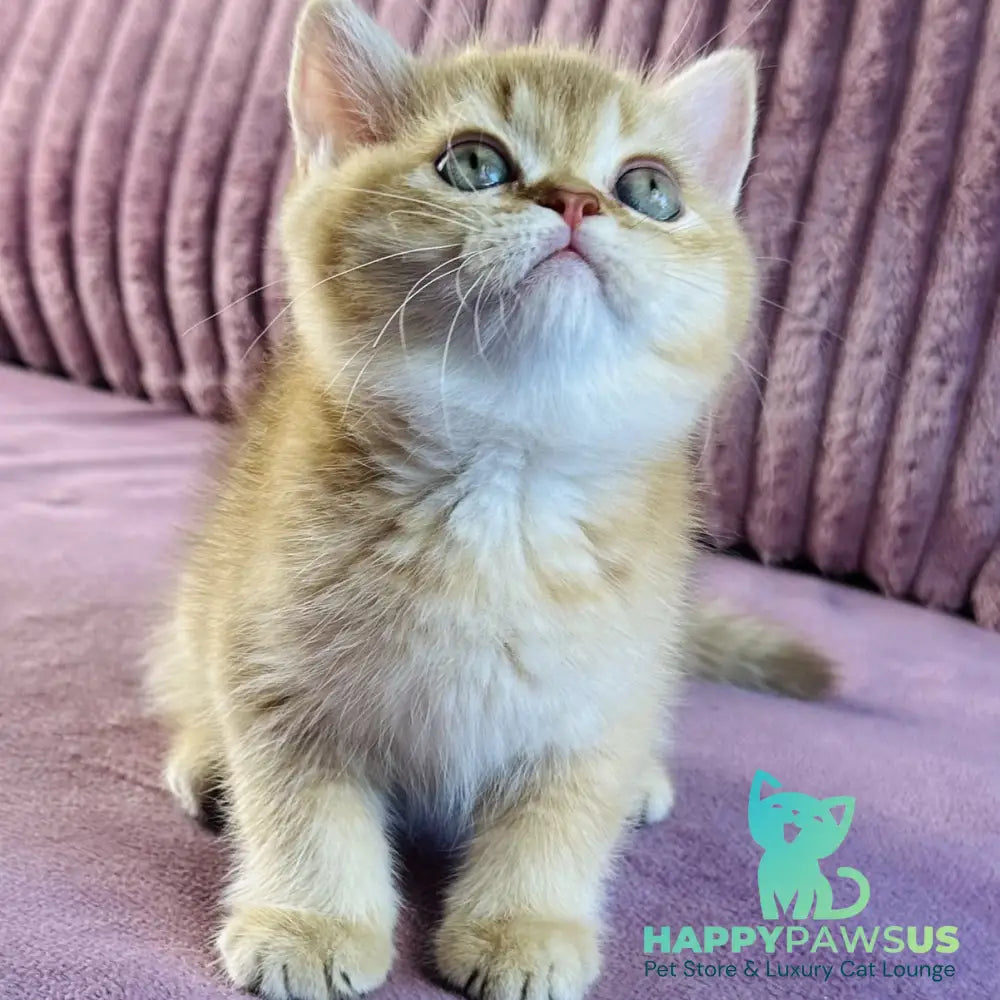 Golden Rose British Shorthair female cinnamon golden shaded - live animals