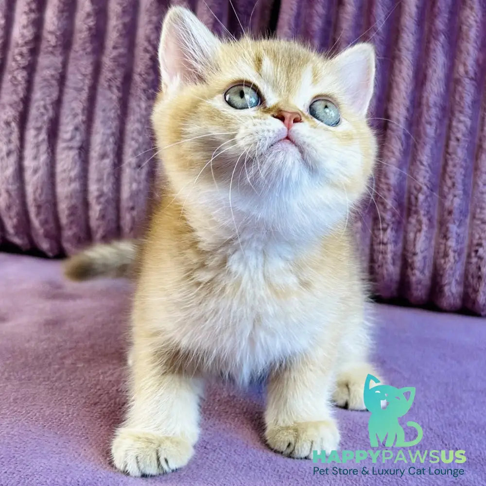 Golden Rose British Shorthair female cinnamon golden shaded - live animals