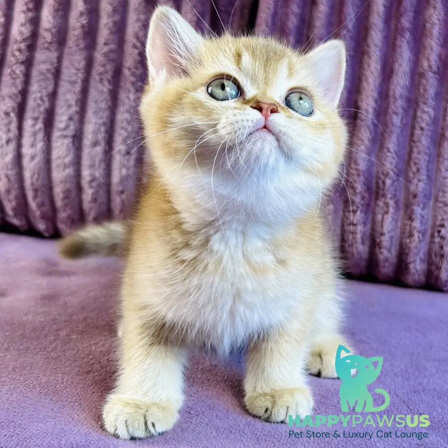 Golden Rose British Shorthair female cinnamon golden shaded - live animals