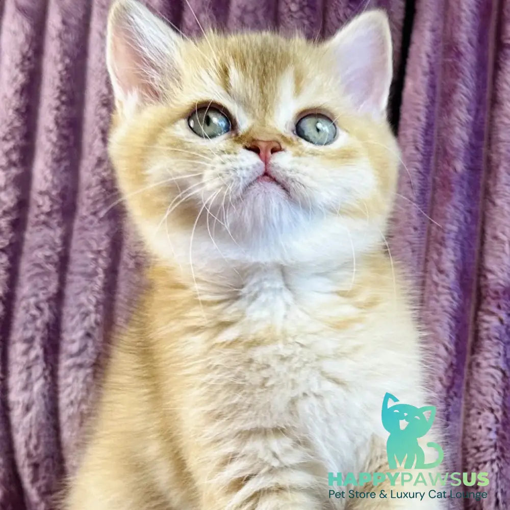 Golden Rose British Shorthair female cinnamon golden shaded - live animals