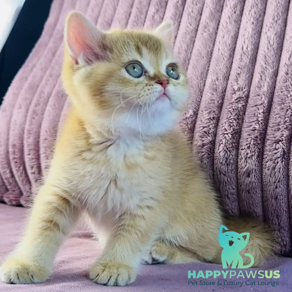 Golden Rose British Shorthair female cinnamon golden shaded - live animals