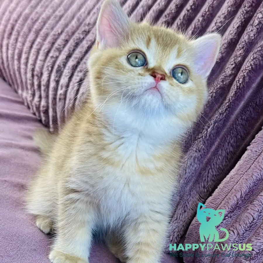 Golden Rose British Shorthair female cinnamon golden shaded - live animals