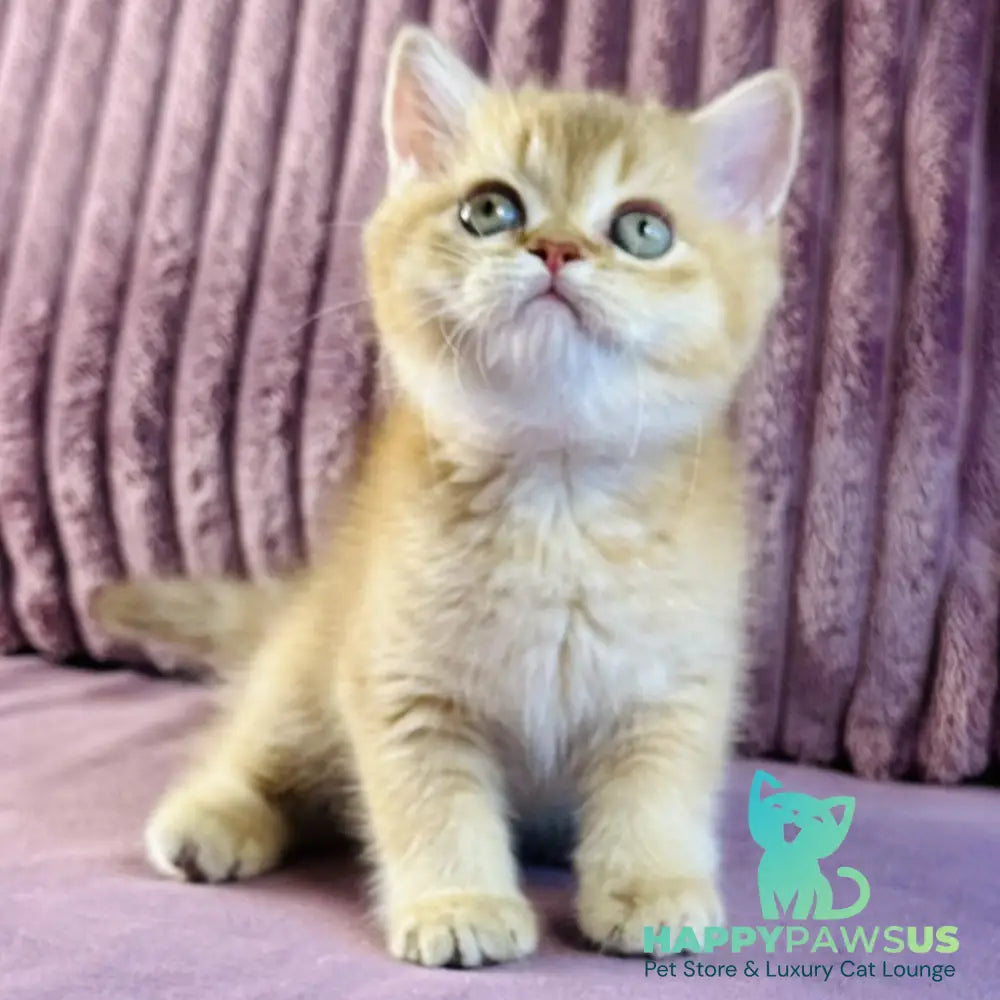 Golden Rose British Shorthair female cinnamon golden shaded - live animals