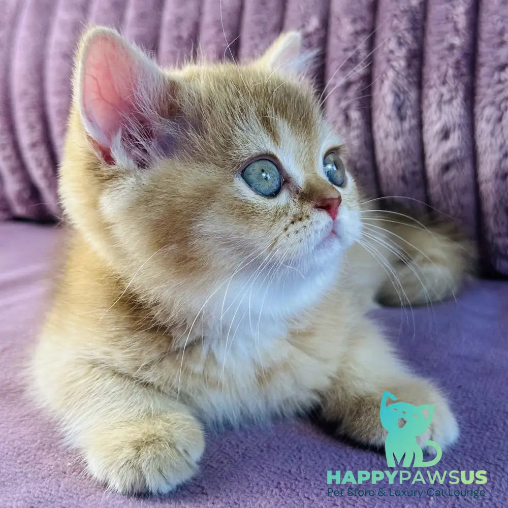 Golden Rose British Shorthair female cinnamon golden shaded - live animals