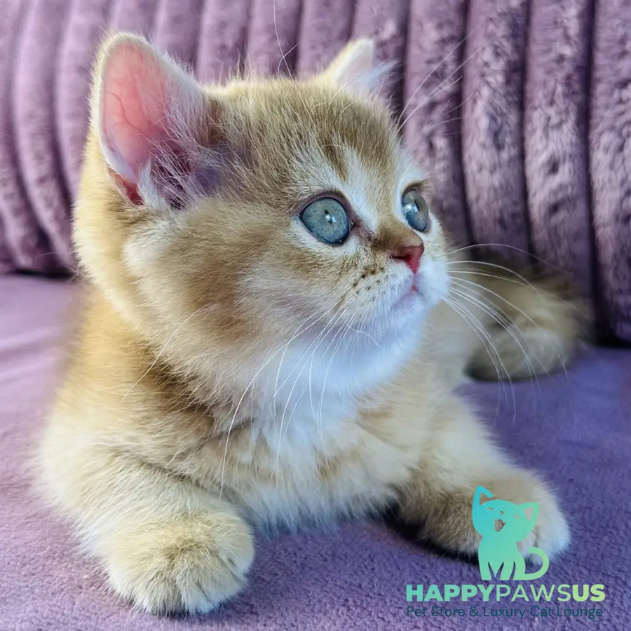Golden Rose British Shorthair female cinnamon golden shaded - live animals