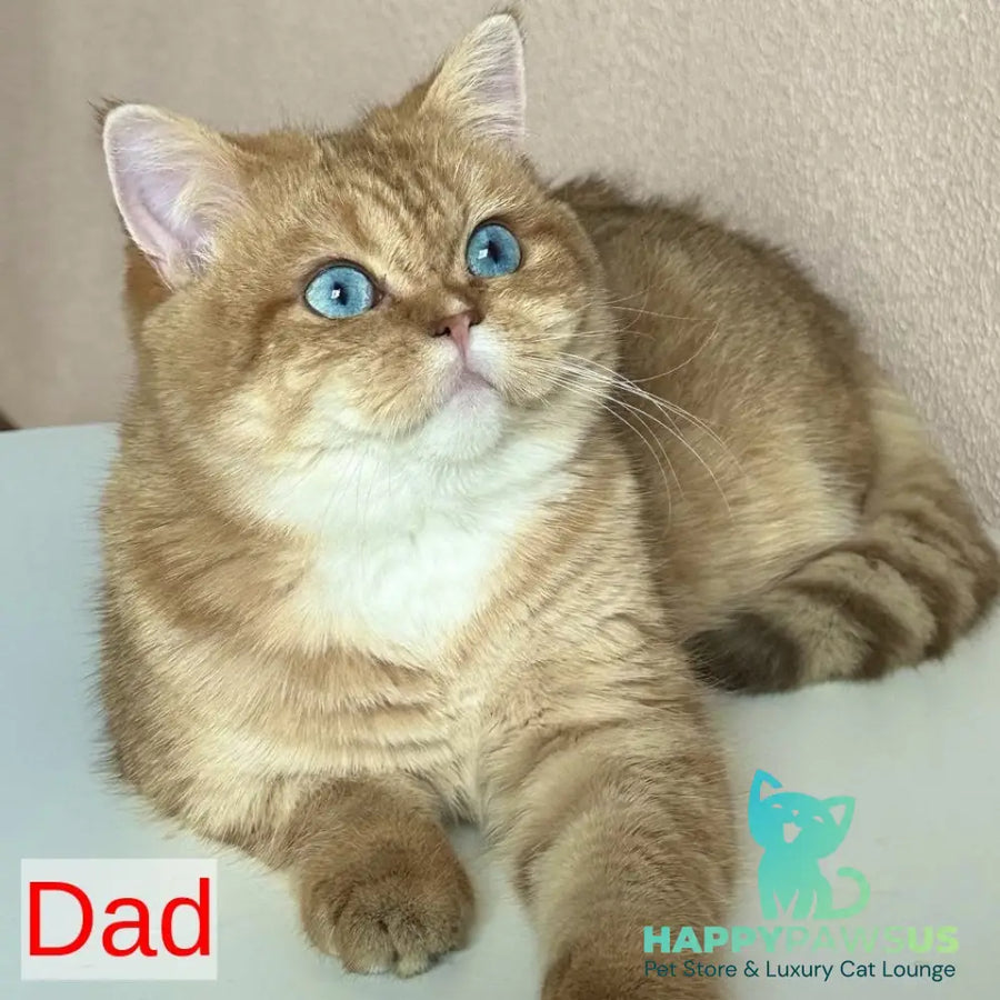Golden Rose British Shorthair female cinnamon golden shaded - live animals