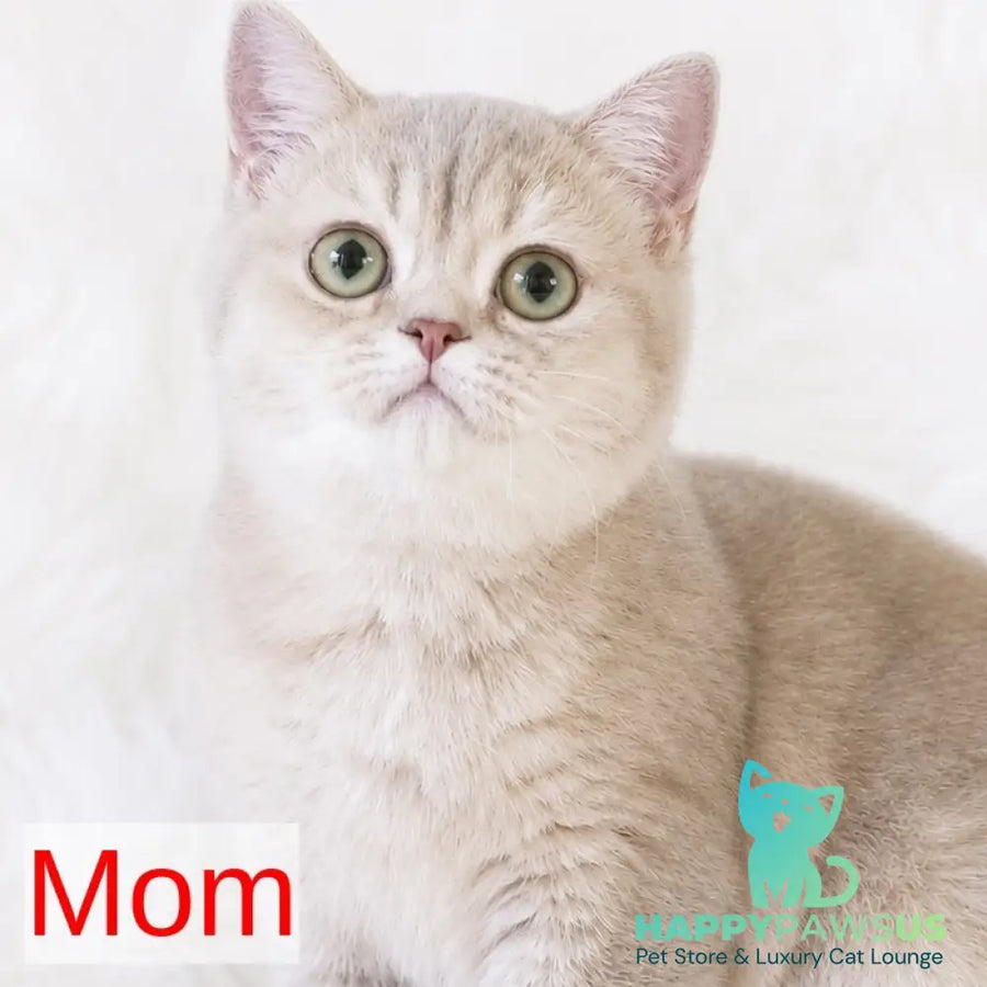 Golden Rose British Shorthair female cinnamon golden shaded - live animals
