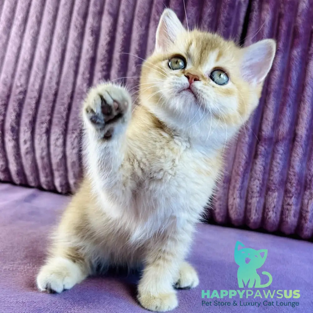 Golden Rose British Shorthair female cinnamon golden shaded - live animals