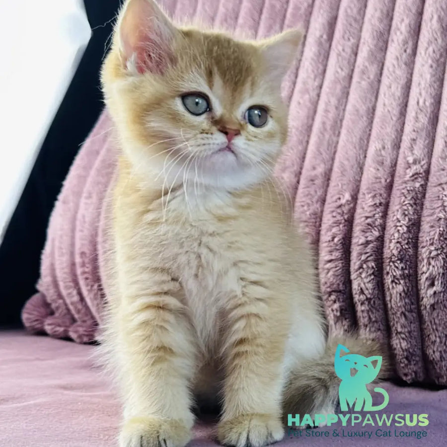 Golden Rose British Shorthair female cinnamon golden shaded - live animals