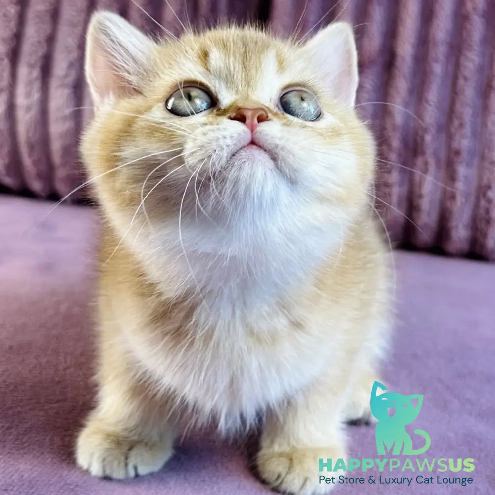 Golden Rose British Shorthair female cinnamon golden shaded - live animals