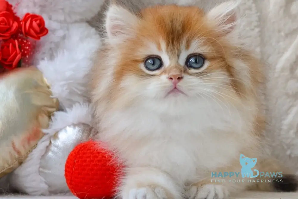 Goldie British Longhair male black golden shaded live animals