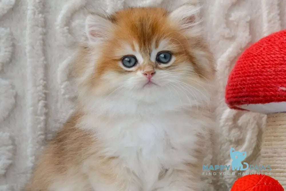 Goldie British Longhair male black golden shaded live animals