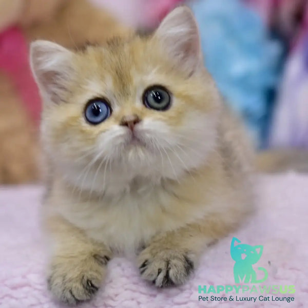 Goldie British Shorthair female black golden shaded - live animals