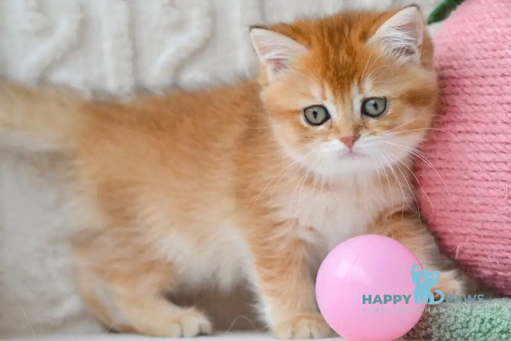 Goldie British Shorthair female black golden shaded live animals