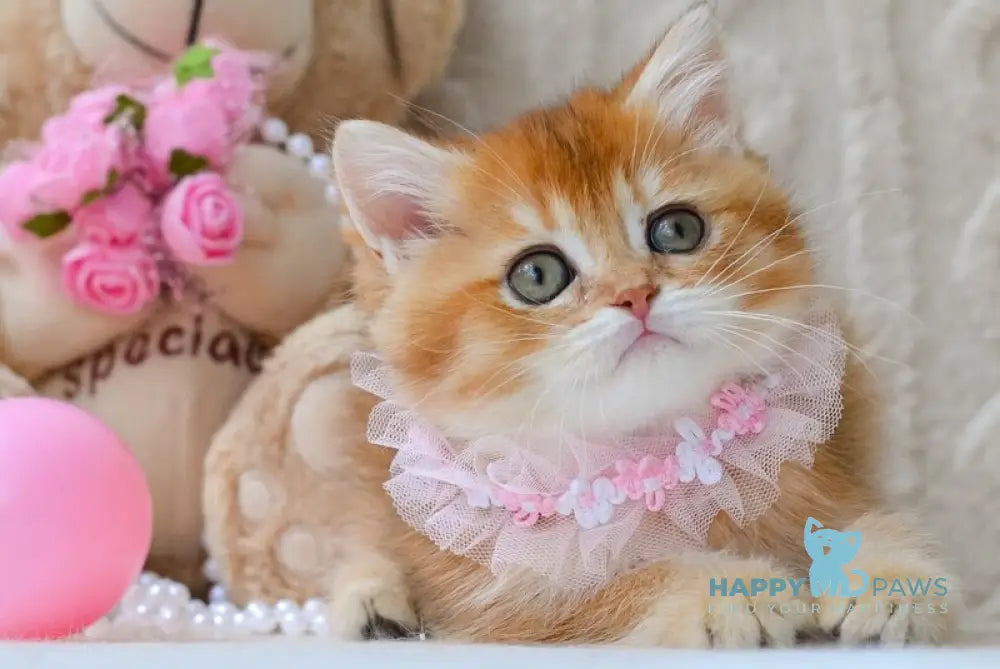 Goldie British Shorthair female black golden shaded live animals