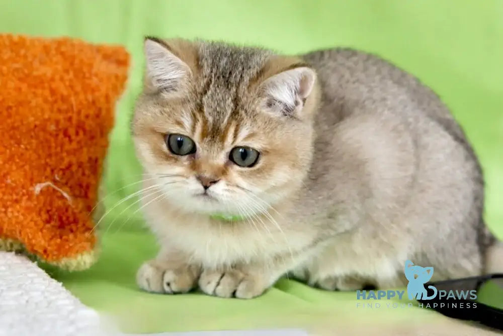 Goldie British Shorthair female black golden ticked tabby live animals