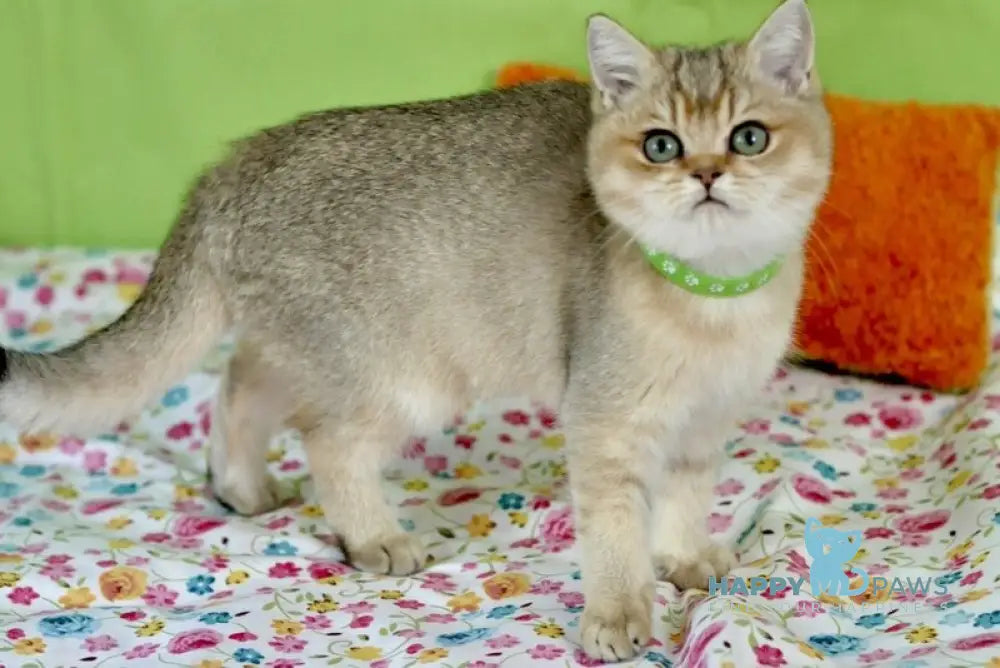 Goldie British Shorthair female black golden ticked tabby live animals