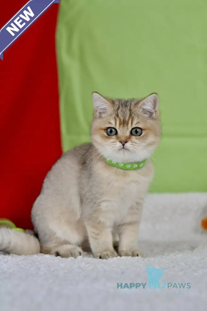 Goldie British Shorthair female black golden ticked tabby live animals