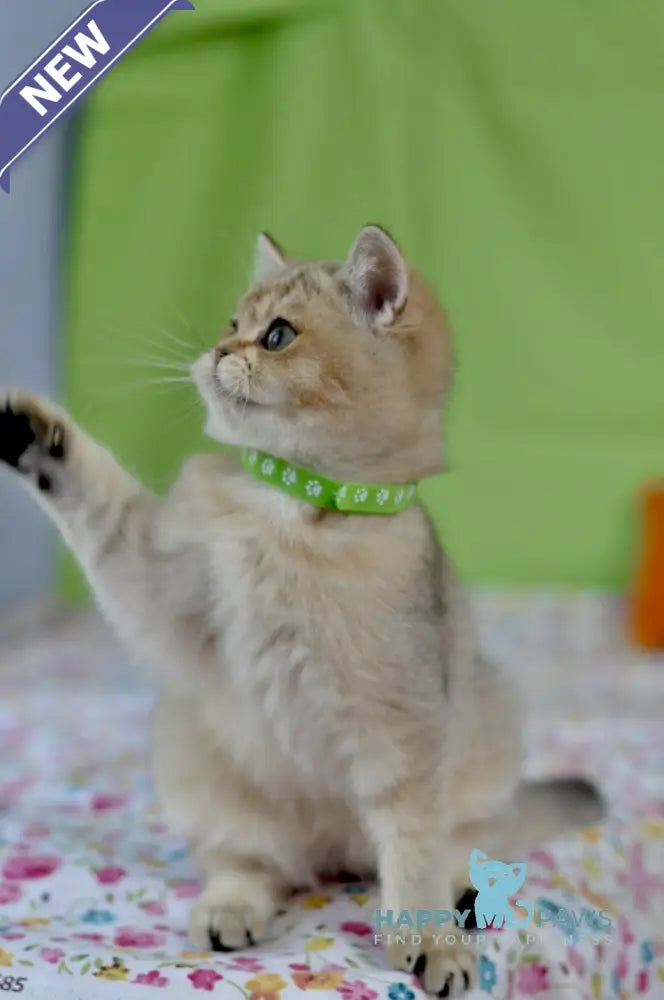 Goldie British Shorthair female black golden ticked tabby live animals