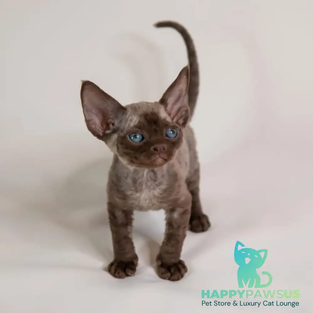 Goldie Devon Rex female chocolate - live animals