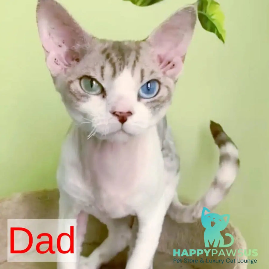 Goldie Devon Rex female chocolate - live animals
