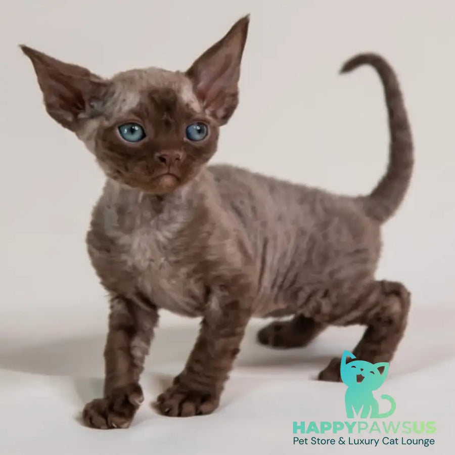 Goldie Devon Rex female chocolate - live animals