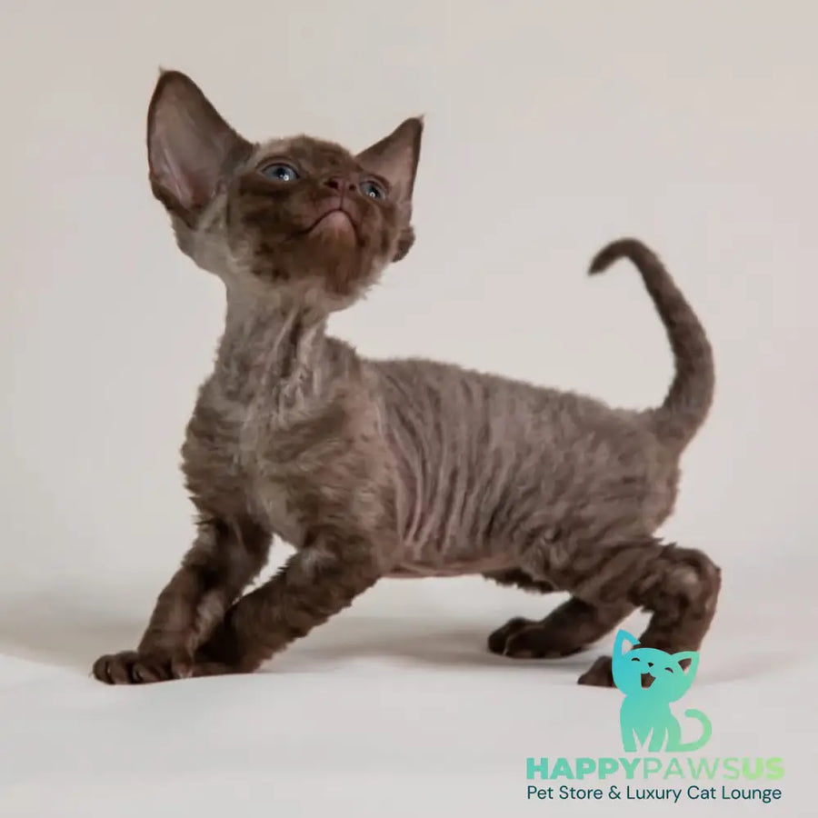 Goldie Devon Rex female chocolate - live animals