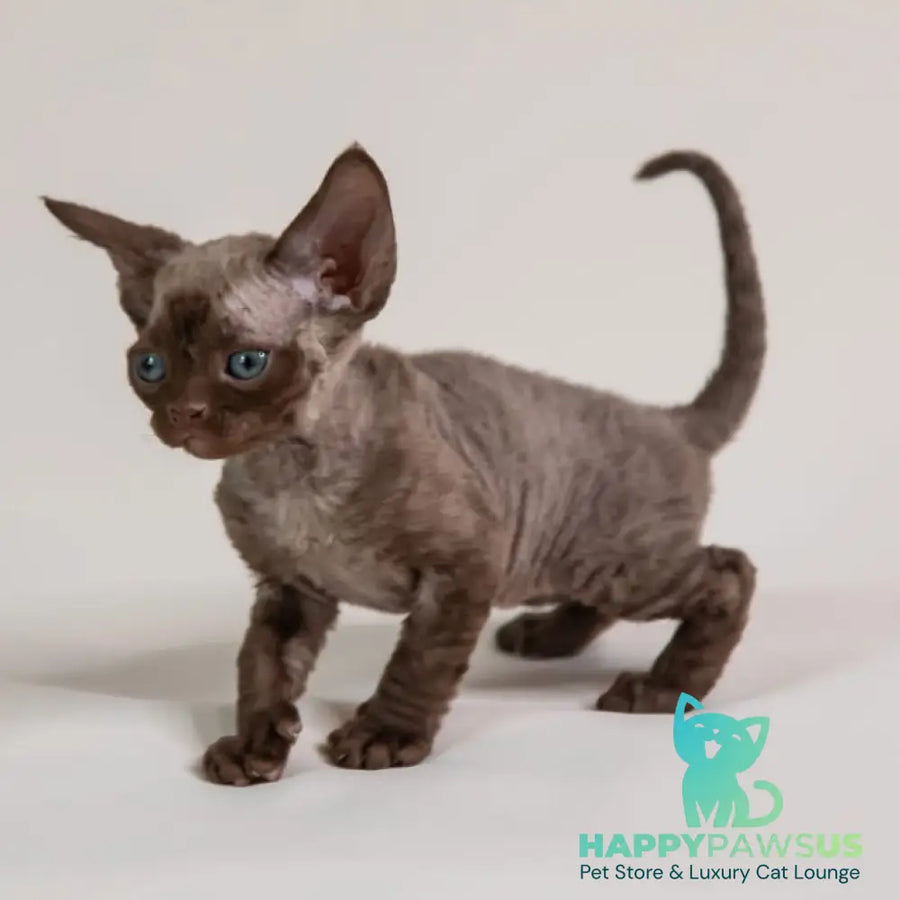 Goldie Devon Rex female chocolate - live animals