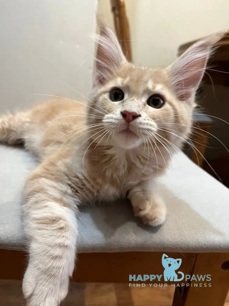 Goldie Maine Coon female cream tabby live animals