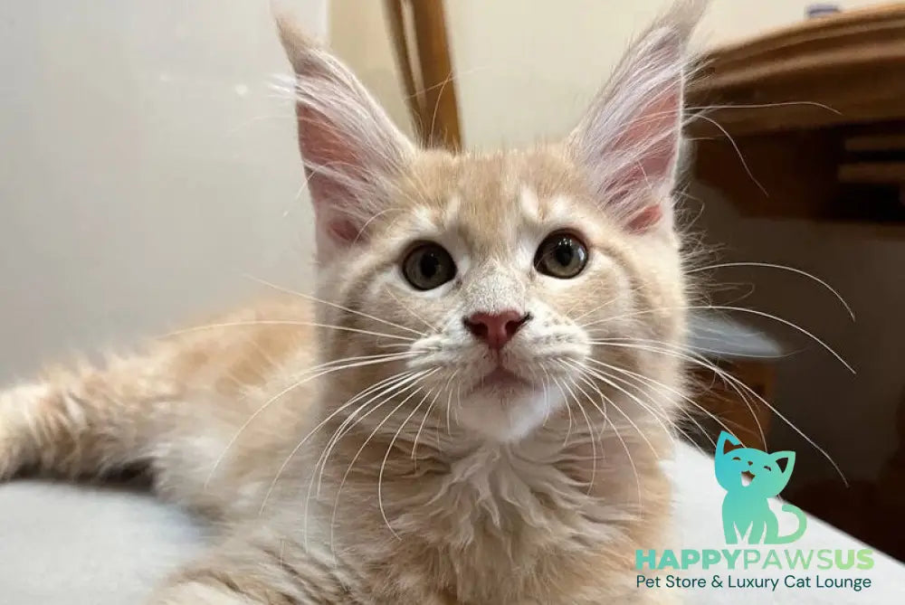 Goldie Maine Coon female cream tabby live animals