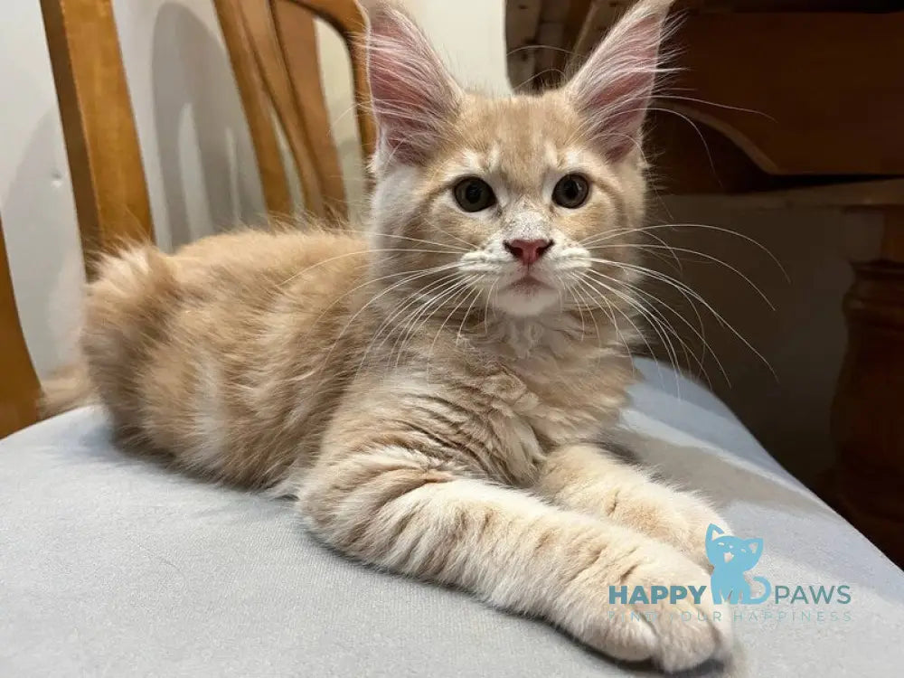 Goldie Maine Coon female cream tabby live animals