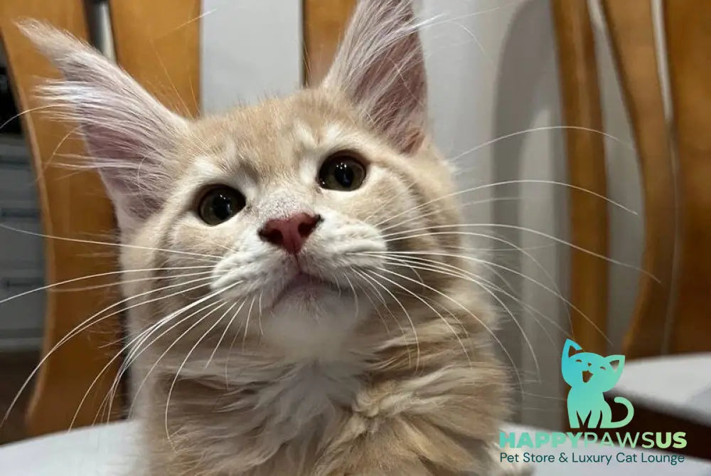 Goldie Maine Coon female cream tabby live animals