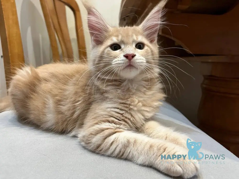 Goldie Maine Coon female cream tabby live animals