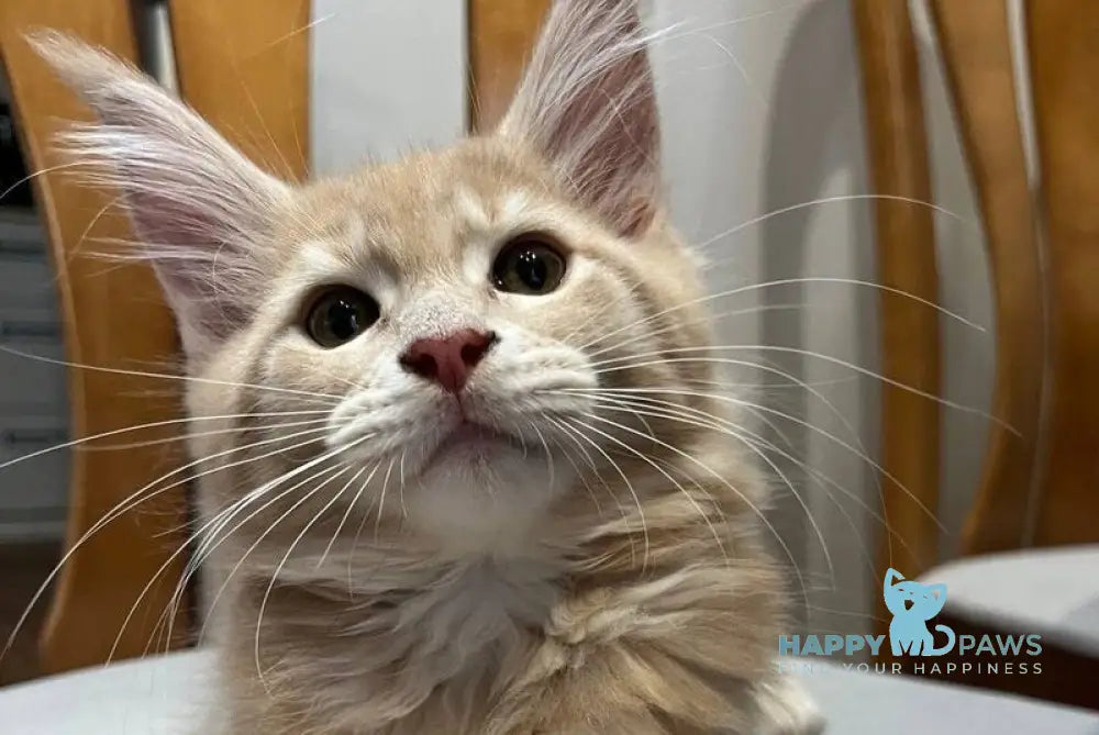 Goldie Maine Coon female cream tabby live animals
