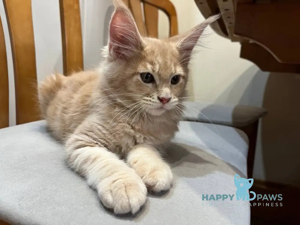 Goldie Maine Coon female cream tabby live animals