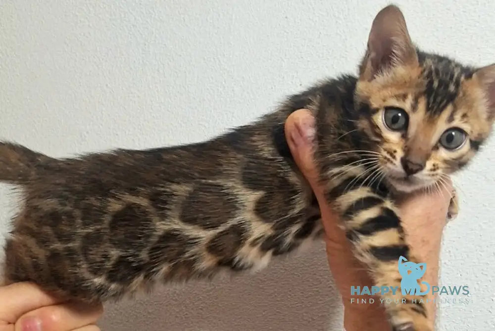 Goldy Bengal female black spotted tabby live animals