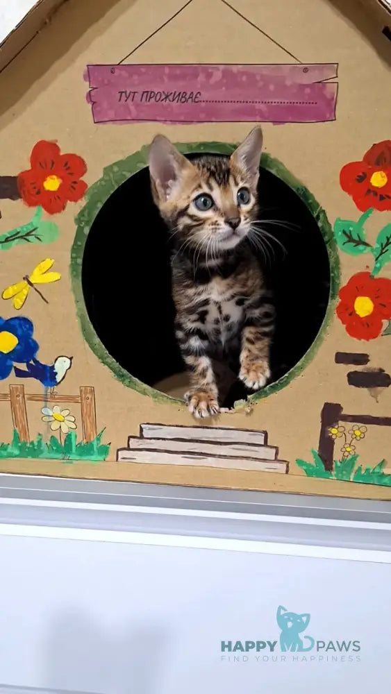 Goldy Bengal female black spotted tabby live animals