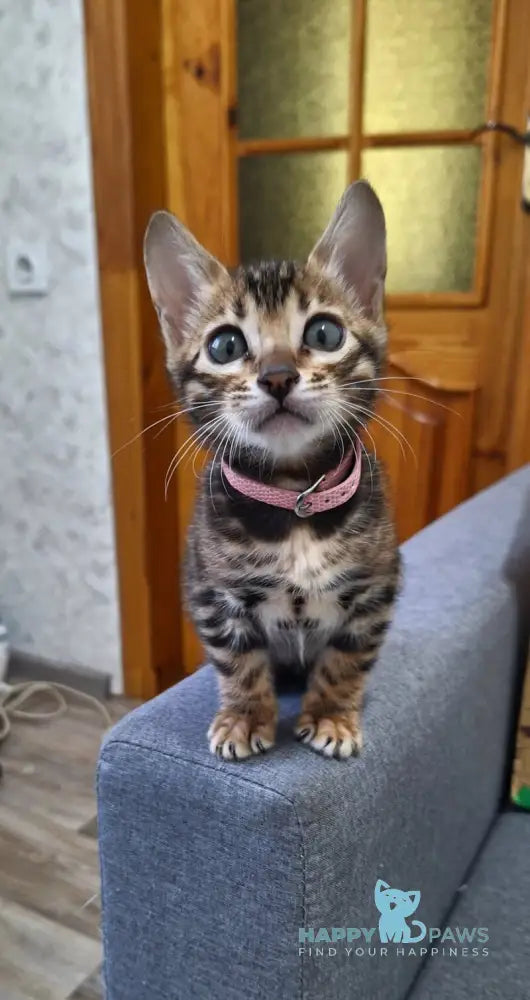 Goldy Bengal female black spotted tabby live animals