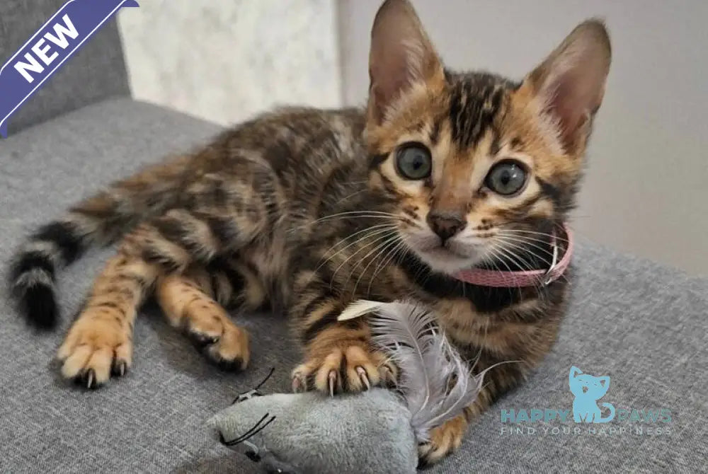 Goldy Bengal female black spotted tabby live animals