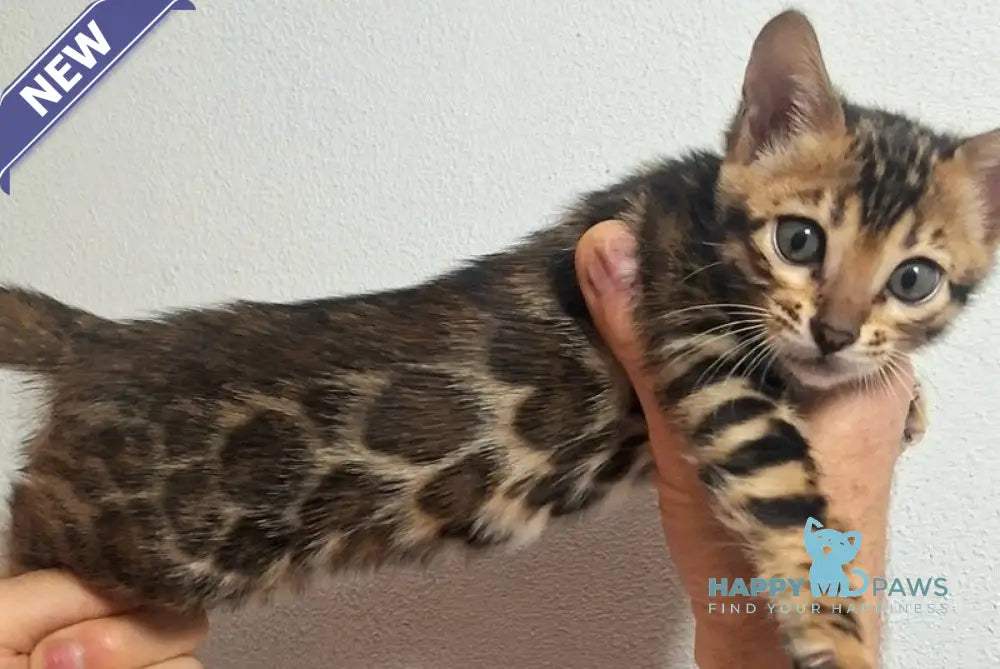 Goldy Bengal female black spotted tabby live animals
