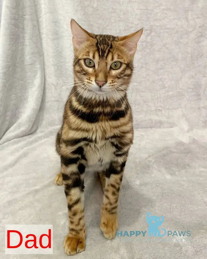 Goldy Bengal female black spotted tabby live animals