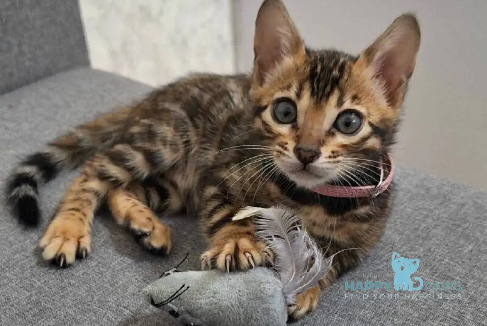 Goldy Bengal female black spotted tabby live animals