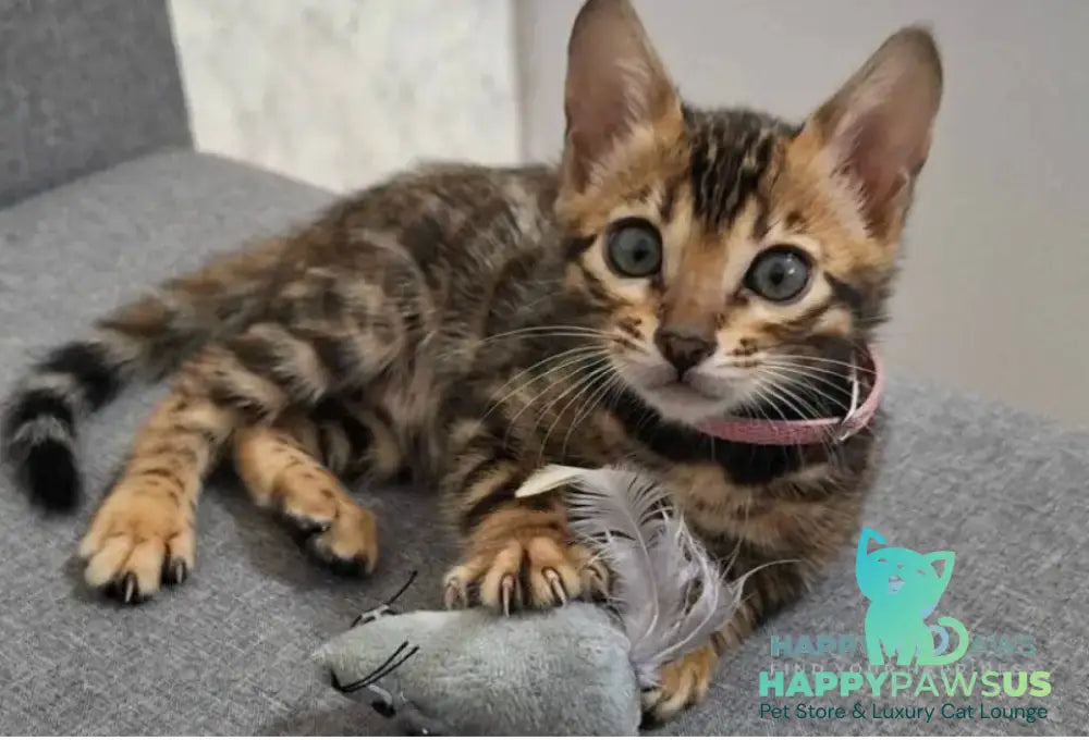 Goldy Bengal female black spotted tabby TEST - live animals