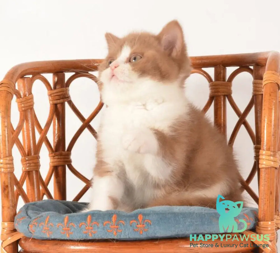 Goodvin British Shorthair male cinnamon bicolour - live animals