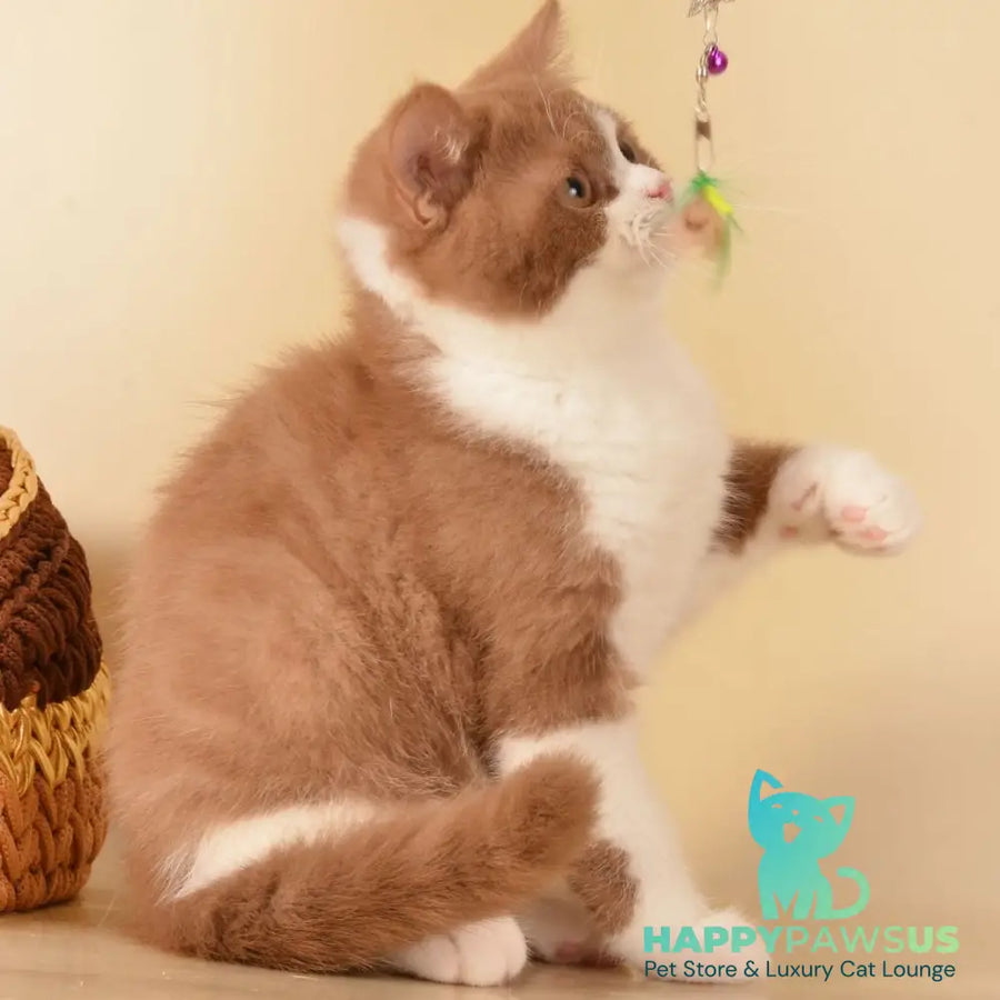 Goodvin British Shorthair male cinnamon bicolour - live animals