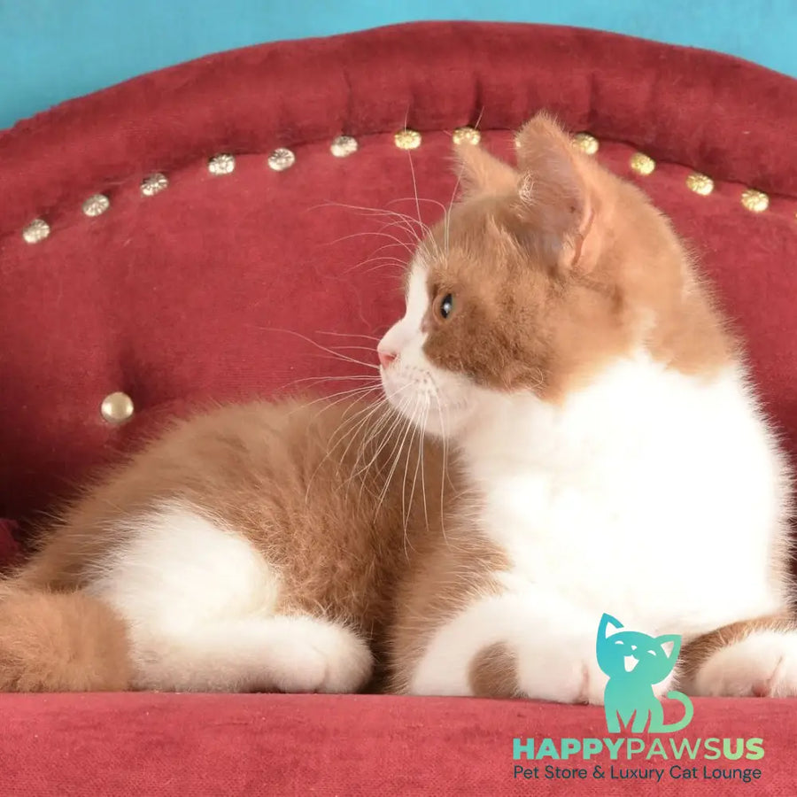 Goodvin British Shorthair male cinnamon bicolour - live animals