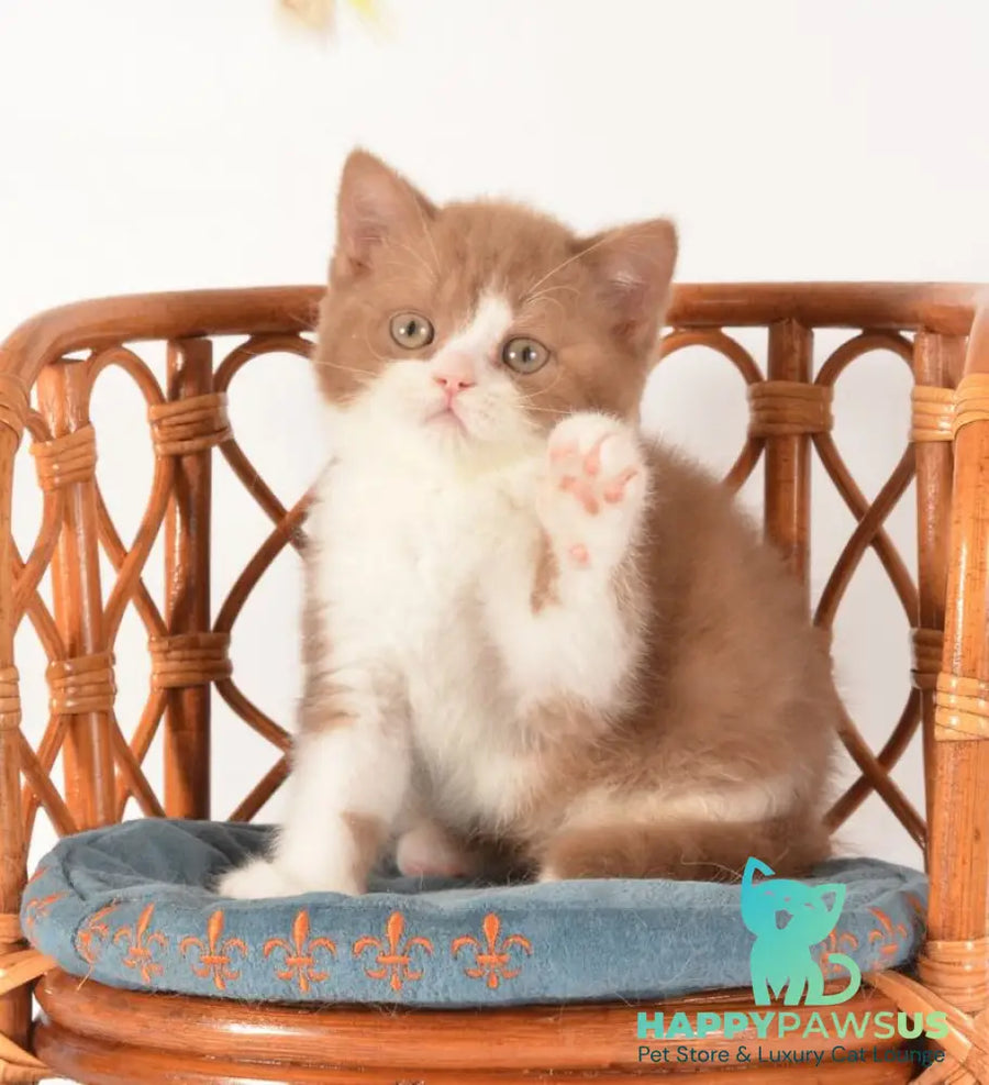 Goodvin British Shorthair male cinnamon bicolour - live animals