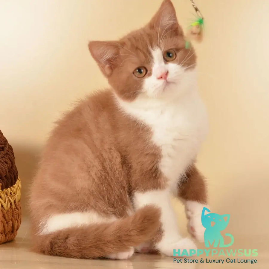 Goodvin British Shorthair male cinnamon bicolour - live animals