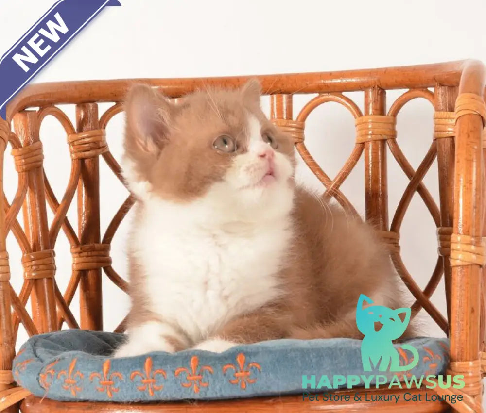 Goodvin British Shorthair male cinnamon bicolour - live animals